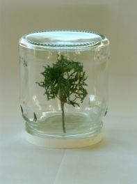 IW-specimentree